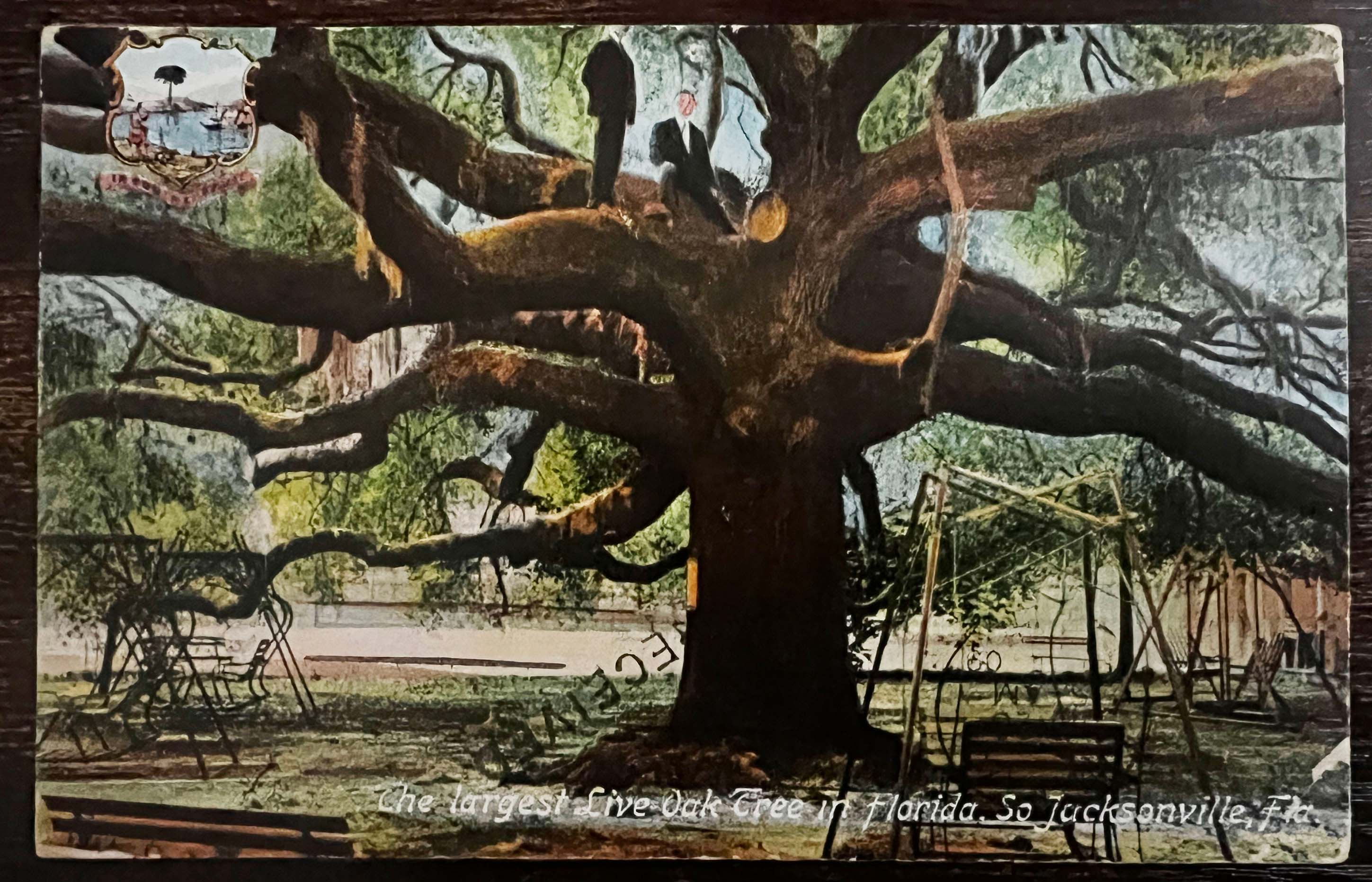 The postcard with the image of the treaty oak 